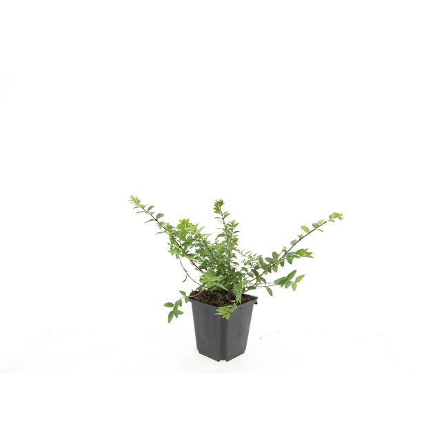 6x Lonicera nit. 'Maigrün' - ↕10-25cm - Ø9cm