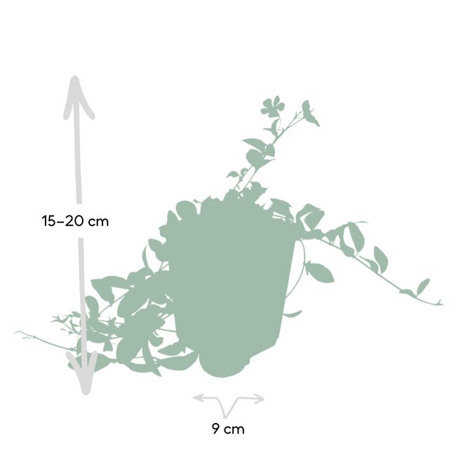 Vinca minor - ↕10-25cm - Ø9cm - 6x, ID 5521