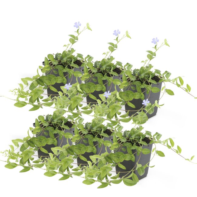 Vinca minor - ↕10-25cm - Ø9cm - 6x, ID 5521