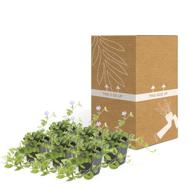 Vinca minor - ↕10-25cm - Ø9cm - 6x, ID 5521