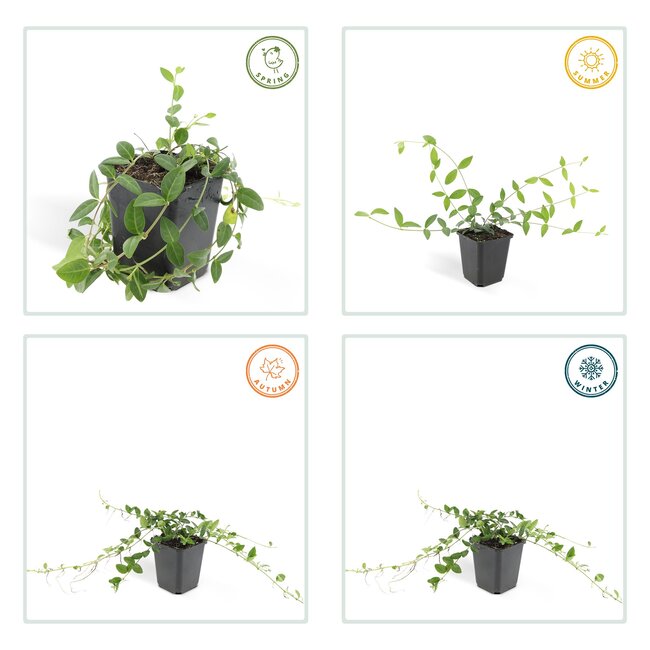 Vinca minor 'Alba' - ↕10-25cm - Ø9cm - 6x