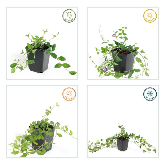 Vinca minor 'Atropurpurea', - ↕10-25cm - Ø9cm