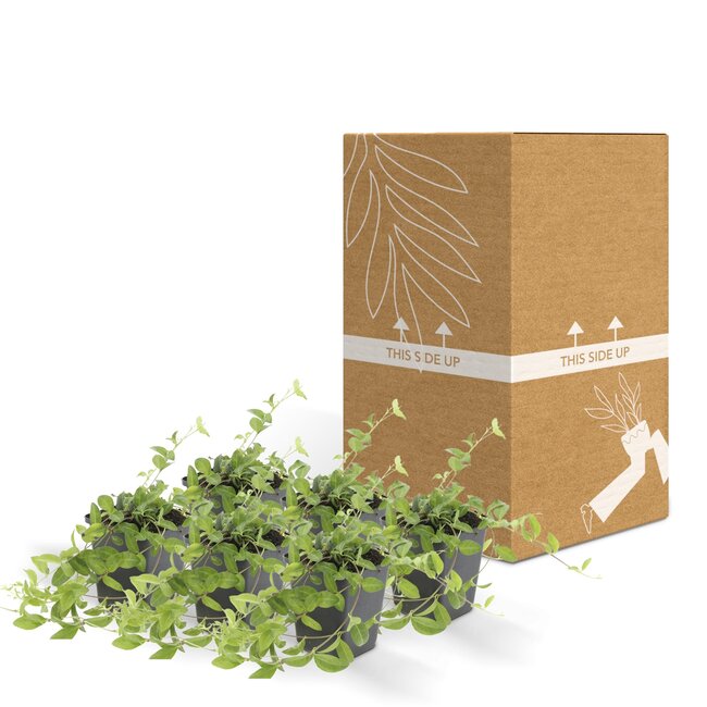 Vinca minor 'Atropurpurea', - ↕10-25cm - Ø9cm