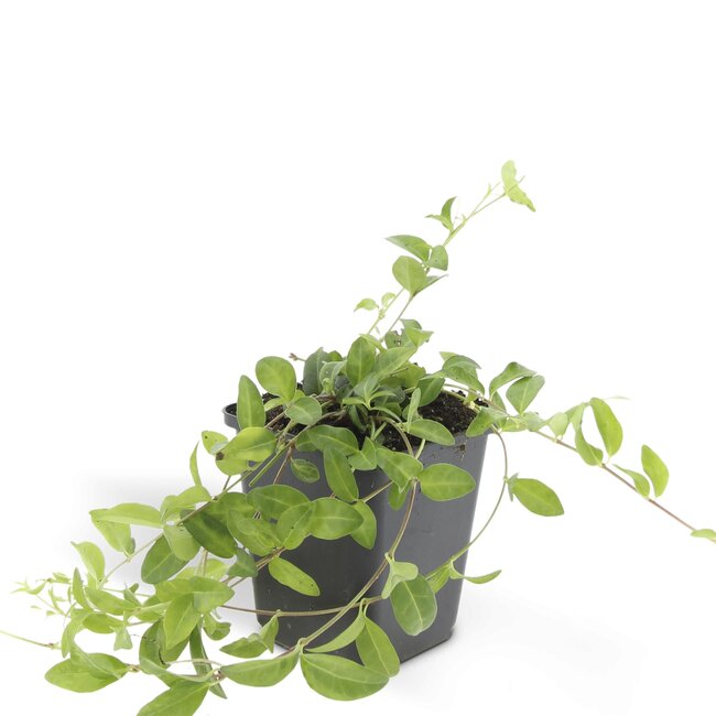 Vinca minor 'Atropurpurea', - ↕10-25cm - Ø9cm