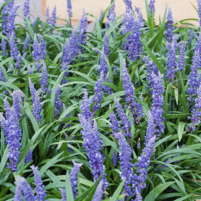 Liriope muscari 'Big Blue' - ↕10-25cm - Ø9cm