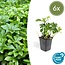 Pachysandra term. 'Green Carpet' - ↕25cm - Ø9cm - 6x,