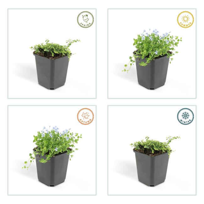 sotoma fluviatilis - ↕25cm - Ø9cm - 6x