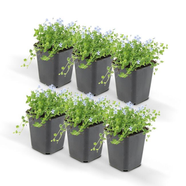 sotoma fluviatilis - ↕25cm - Ø9cm - 6x