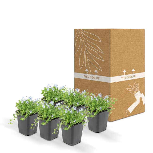 sotoma fluviatilis - ↕25cm - Ø9cm - 6x