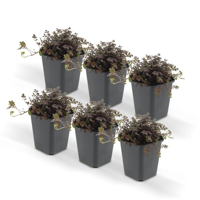 Acaena microphylla 'Kupferteppich' - ↕25cm - Ø9cm - 12x