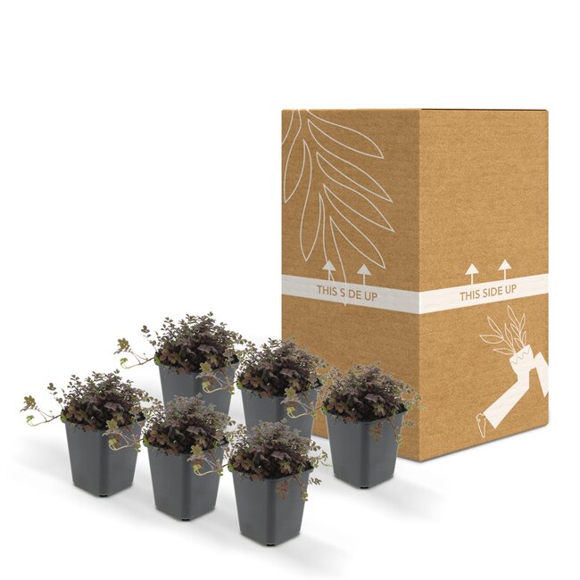 Acaena microphylla 'Kupferteppich' - ↕25cm - Ø9cm - 12x