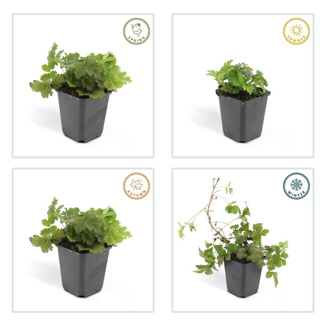 Waldsteinia ternata - ↕10-25cm - Ø9cm - 40