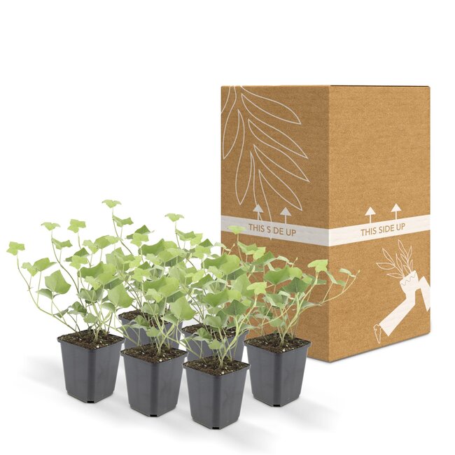 Hedera Hibernica - ↕10-25cm - Ø9cm - 12x