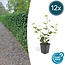 Hedera Hibernica - ↕10-25cm - Ø9cm - 12x