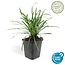 L	Liriope muscari 'Big Blue' - ↕10-25cm - Ø9cm - 20x