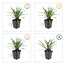 L	Liriope muscari 'Big Blue' - ↕10-25cm - Ø9cm - 20x
