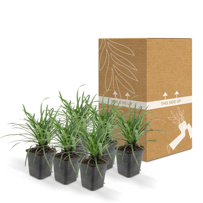 L	Liriope muscari 'Big Blue' - ↕10-25cm - Ø9cm - 40x