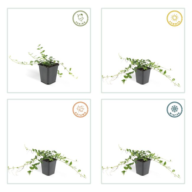 Vinca minor 'Alba' - ↕10-25cm - Ø9cm - 40x