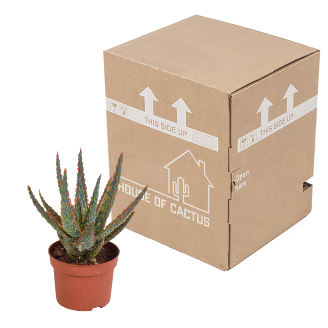 Aloë zebrina Dannyz 10,5cm