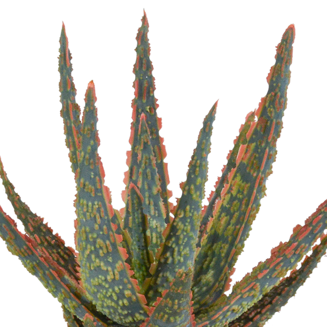 Aloë zebrina Dannyz 10,5cm