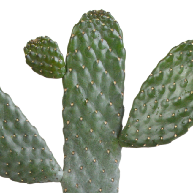 Opuntia consulea