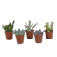 Vetplanten mix 5.5 cm - 5x - zonder pot