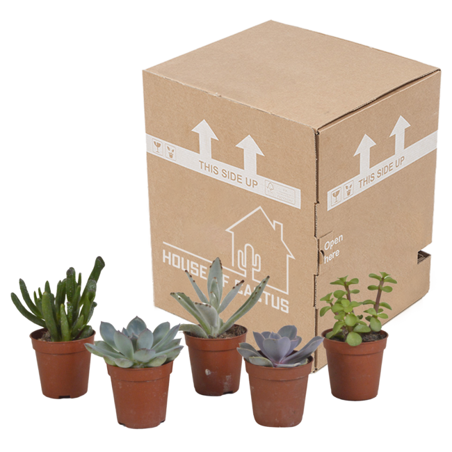 Vetplanten mix 5.5 cm - 5x - zonder pot