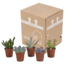 Vetplanten mix 5.5 cm - 5x - zonder pot
