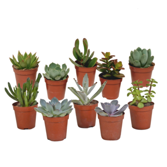 Vetplanten mix 5.5 cm - 10x - zonder pot