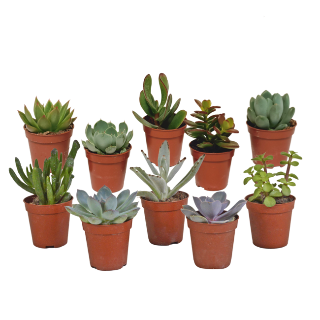 Vetplanten mix 5.5 cm - 10x - zonder pot