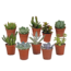Vetplanten mix 5.5 cm - 10x - zonder pot
