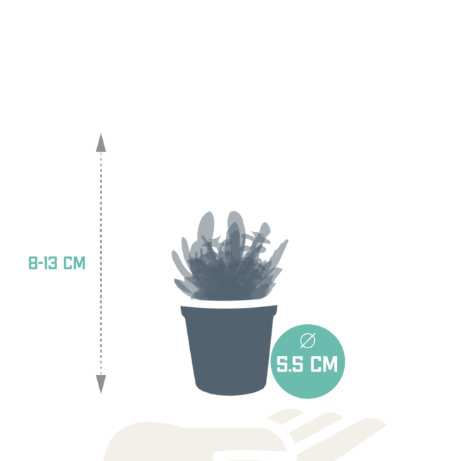 Vetplanten mix 5.5 cm - 10x - zonder pot