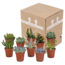 Vetplanten mix 5.5 cm - 10x - zonder pot