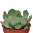 Vetplanten mix 5.5 cm - 10x - zonder pot