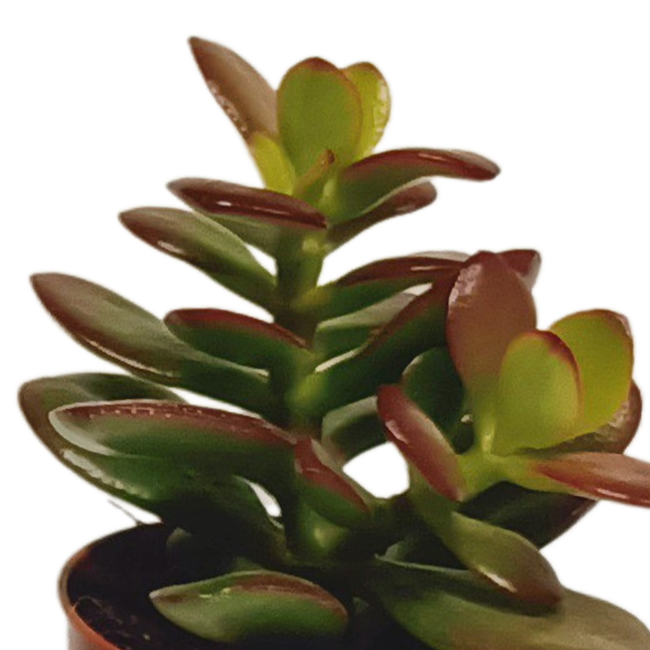 Vetplanten mix 5.5 cm - 10x - zonder pot
