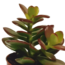 Vetplanten mix 5.5 cm - 10x - zonder pot