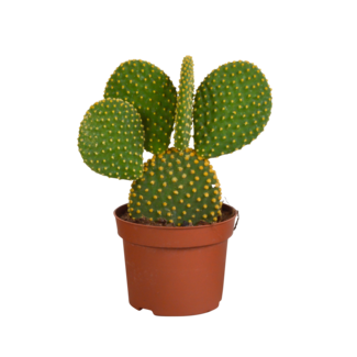 Opuntia microdasys