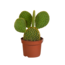 Opuntia microdasys
