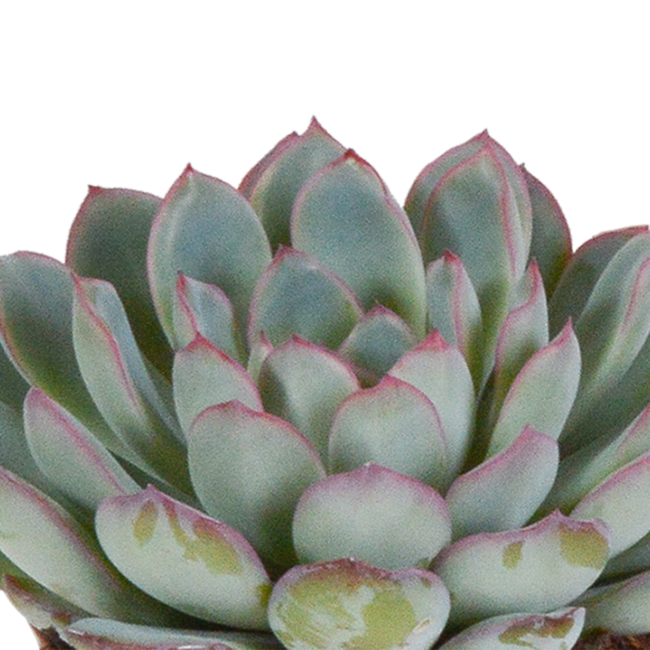 Echeveria mix 8.5 cm