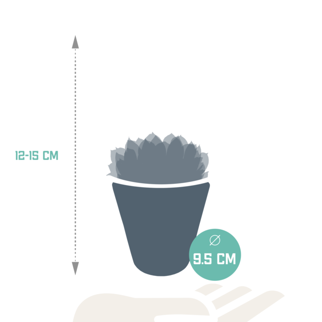 Echeveria mix 8.5 cm