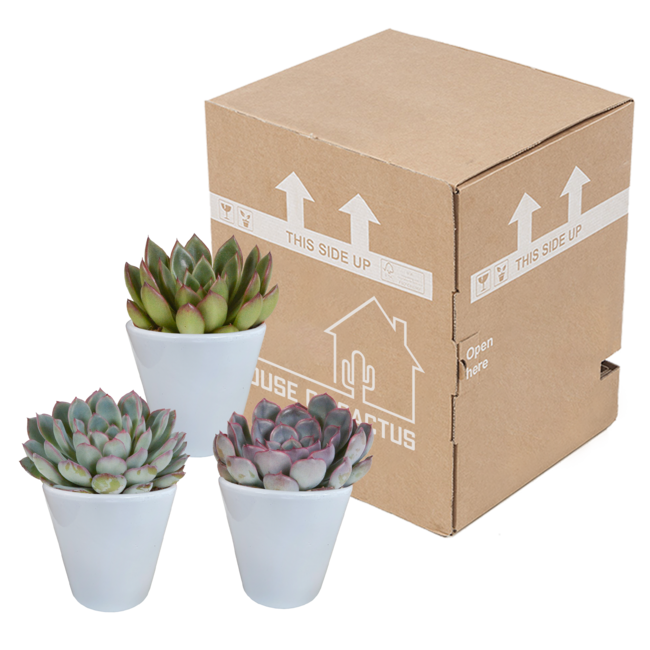 Echeveria mix 8.5 cm