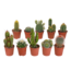 Cactus mix 5.5 cm - 10x - zonder pot
