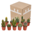 Cactus mix 5.5 cm - 10x - zonder pot