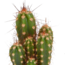 Cactus mix 5.5 cm - 10x - zonder pot