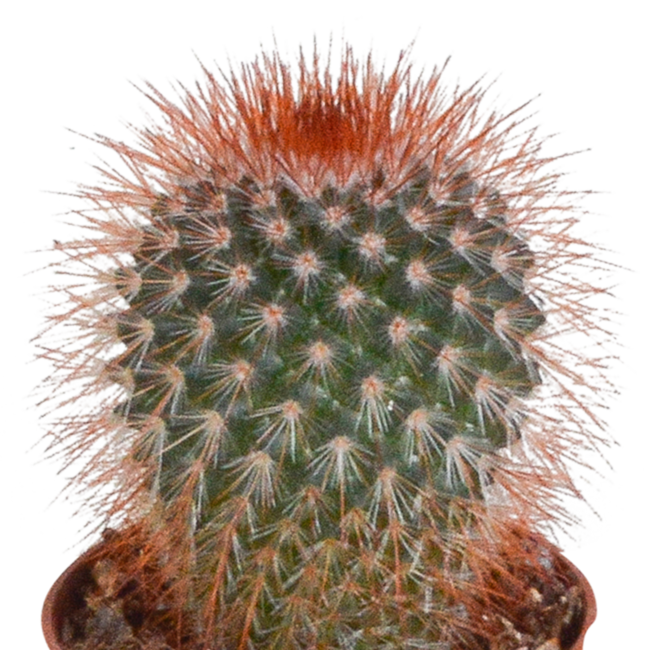 Cactus mix 5.5 cm - 10x - zonder pot