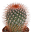 Cactus mix 5.5 cm - 10x - zonder pot