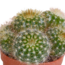 Cactus mix 5.5 cm - 10x - zonder pot