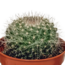 Cactus mix 5.5 cm - 10x - zonder pot