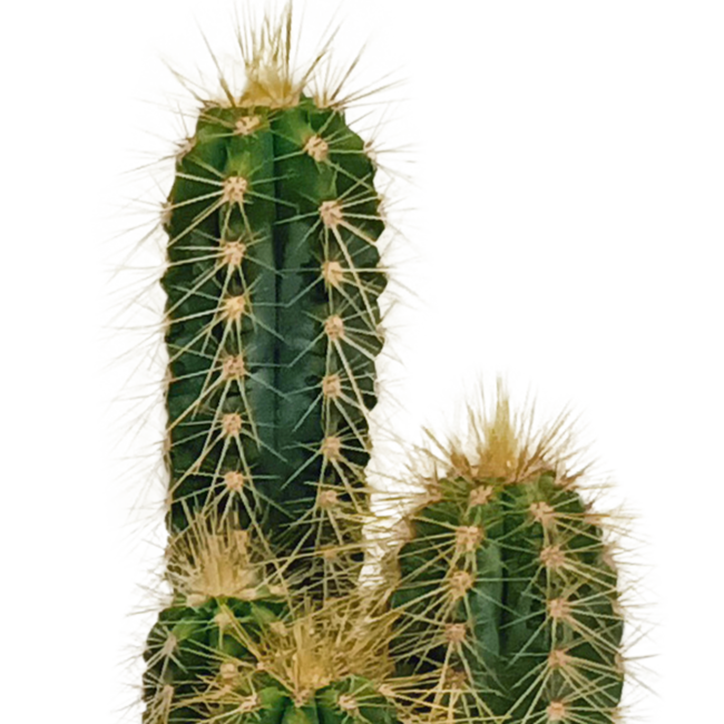 Cactus mix 5.5 cm - 10x - zonder pot