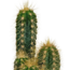 Cactus mix 5.5 cm - 10x - zonder pot